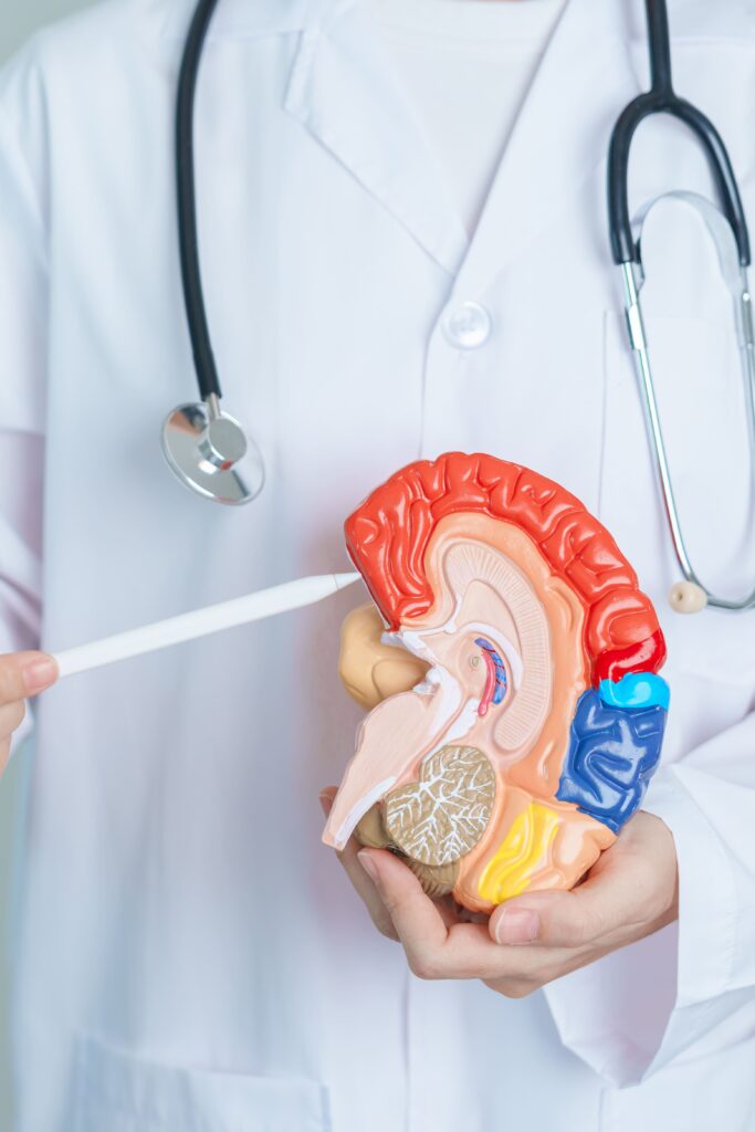 doctor holding human brain model world brain tumo 2026 01 08 07 03 54 utc